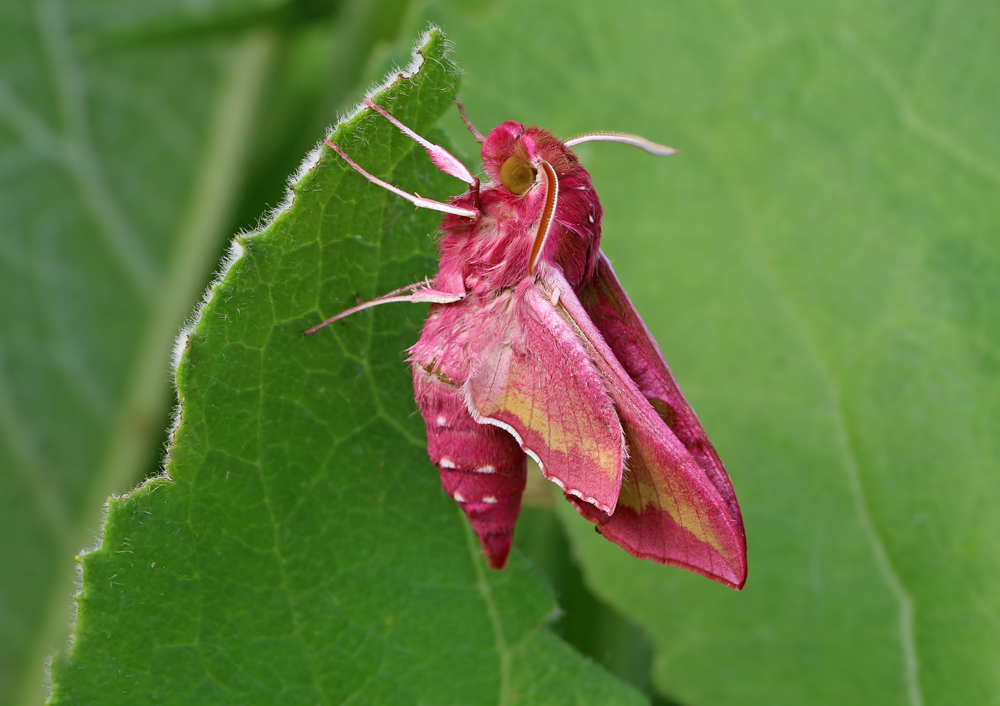 Deilephila_porcellus_IMG_8858_