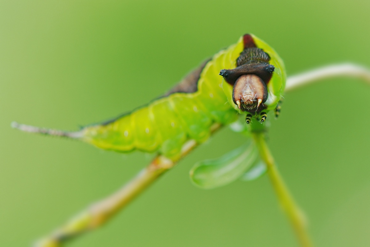 Didysis_dviuodegis-6