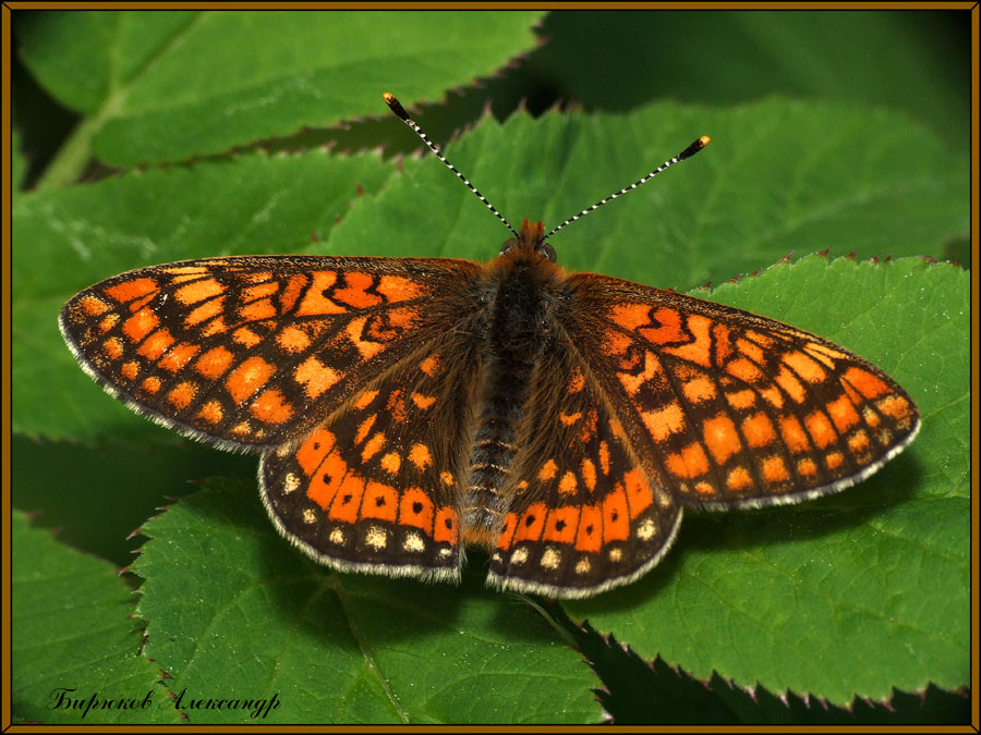 Euphydryas_aurinia_