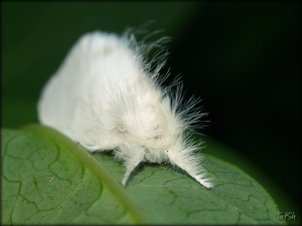 Euproctis_similis_-_