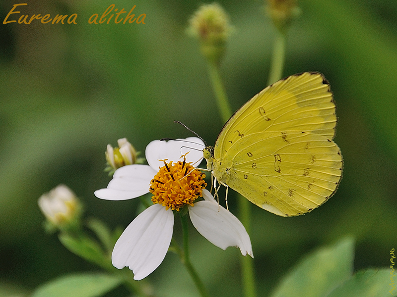 Eurema-alitha2