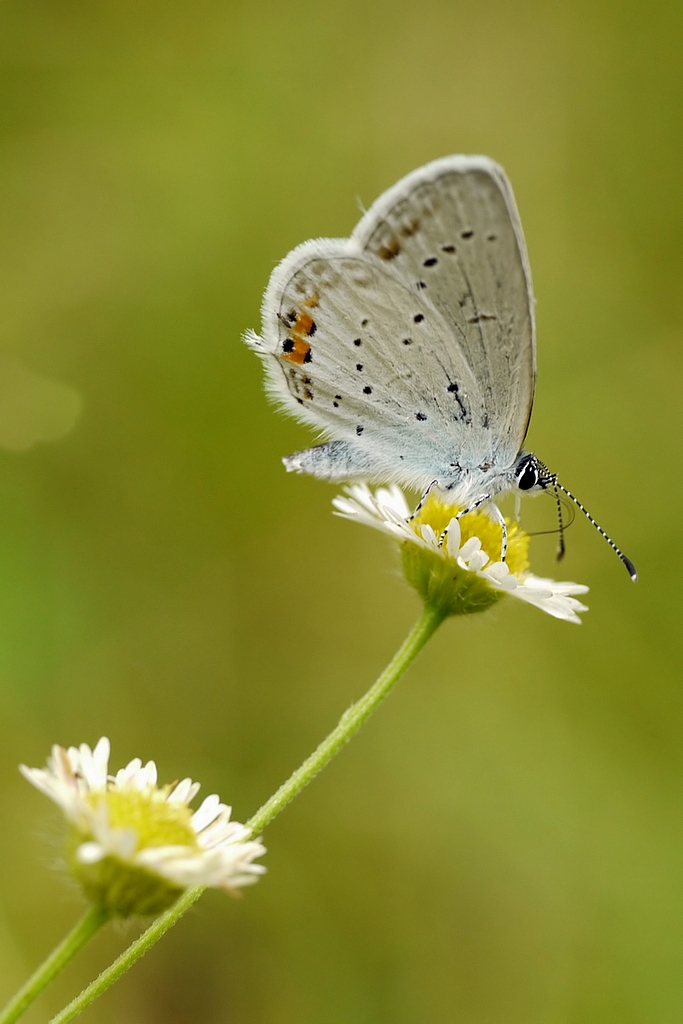 Everes_argiades_cr_filtered