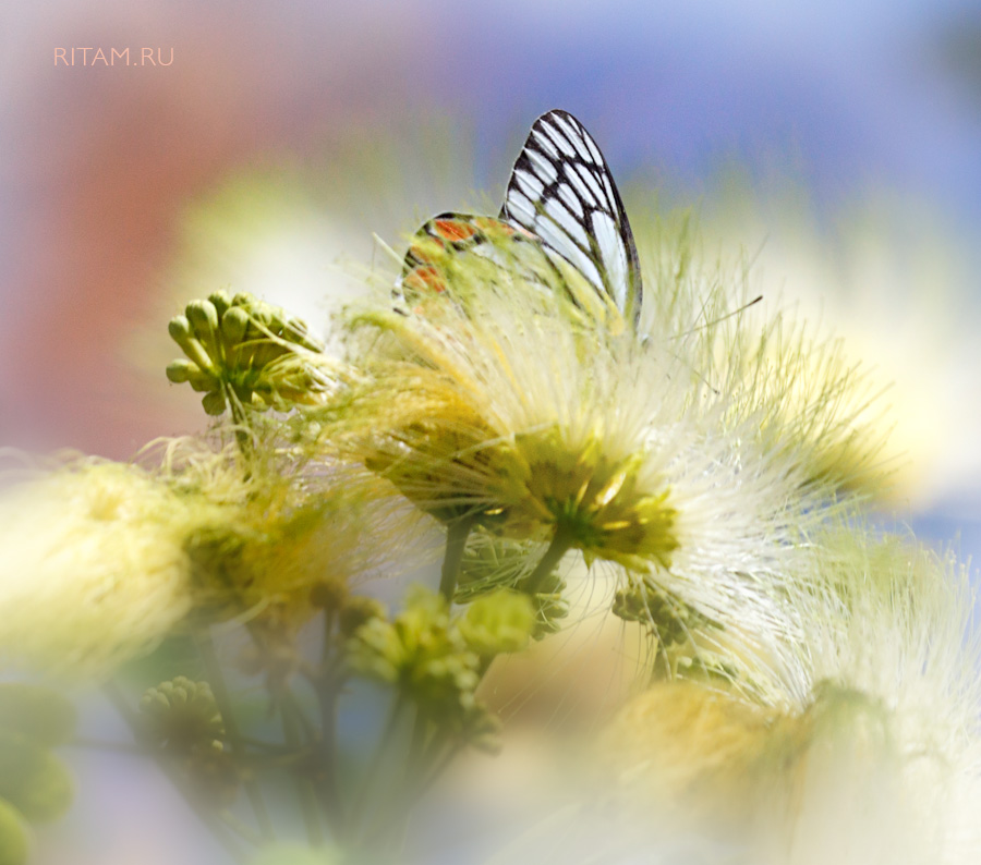 Flower-Sorceries_-_Ritam_W