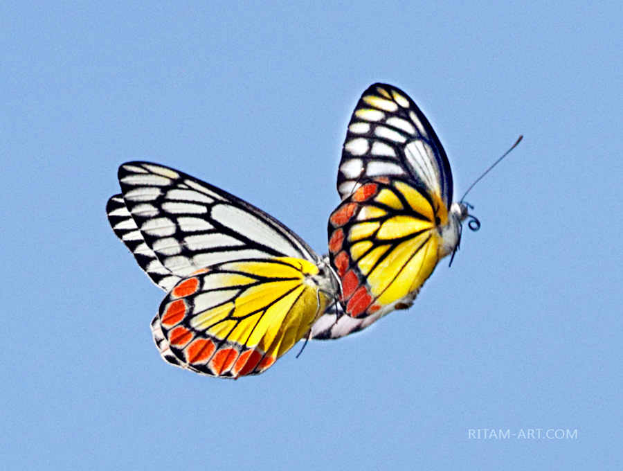 Flying-Butterflies_Ritam-W