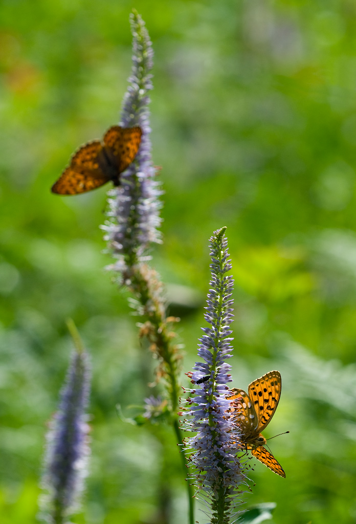 Fritillary