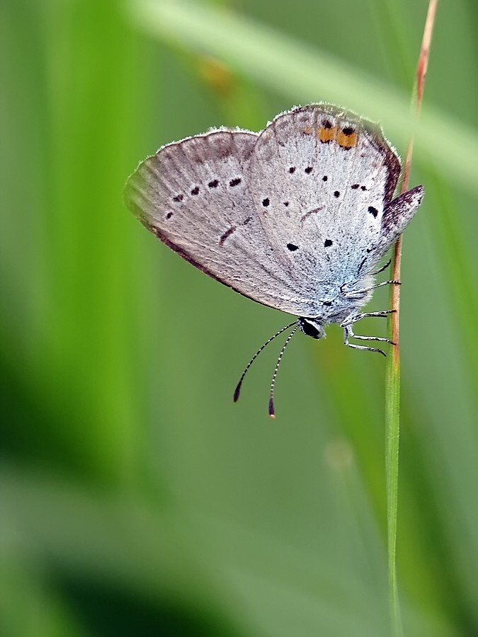 Glaucopsyche_alexis_