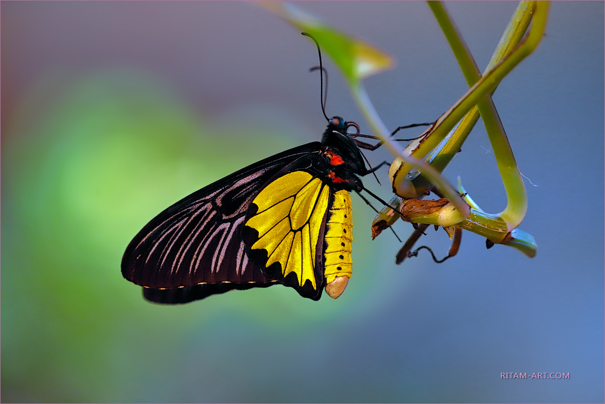 Golden-Birdwing-Butterfly_Ritam-W