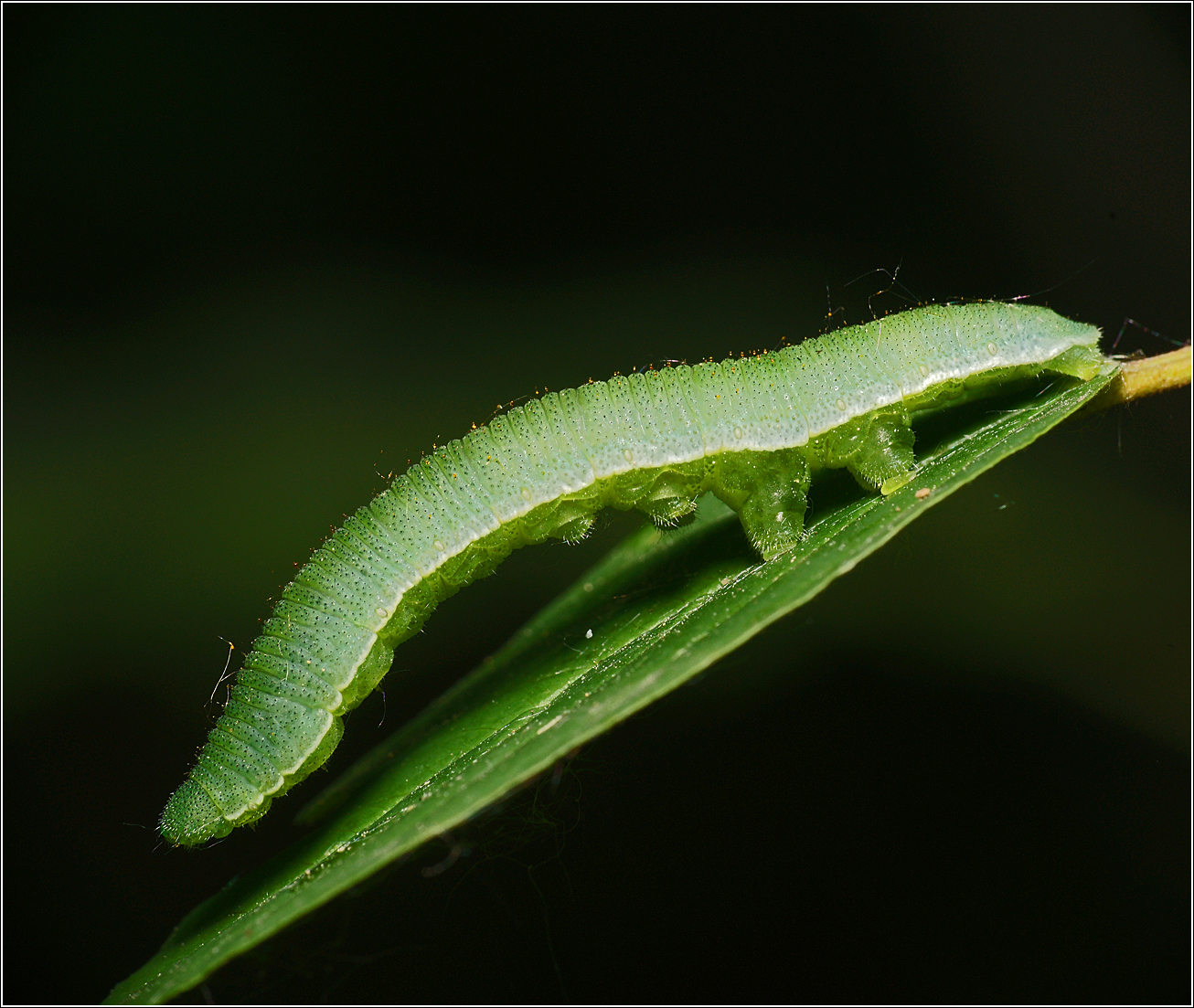 Gonepteryx-rhamni-2011