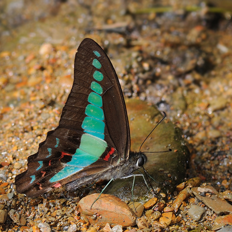 Graphium_sarpedon_KhaoSok_DSC_3958