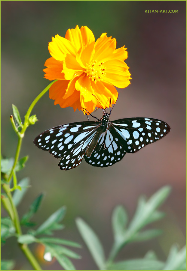 Harmony_-_Blue_Tiger_Butterfly_on_Cosmos_Flower_-_Ritam-900