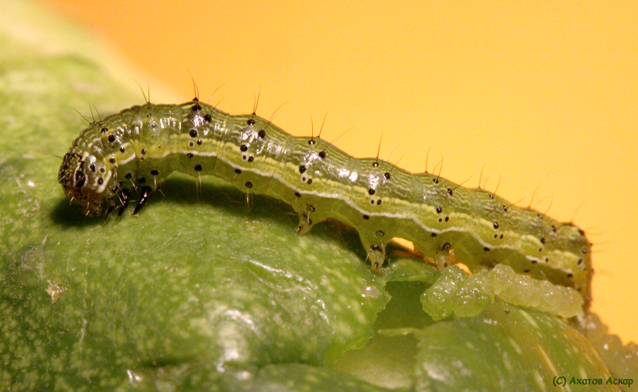 Helicoverpa_armigera_1