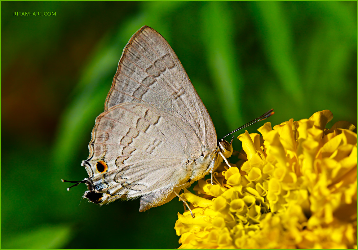 Hvostatik-Butterfly_on_a_yellow_flower_on_green_background_Ritam-800