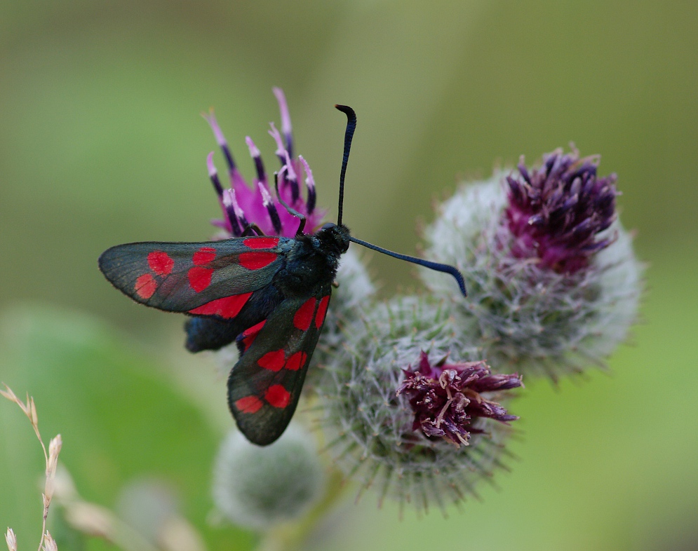 IMGP7966_v3_zygaena_filipendul