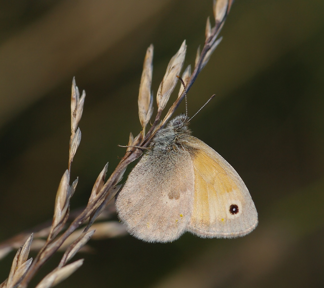 IMGP8120_v2_Coenonympha_pamphilus