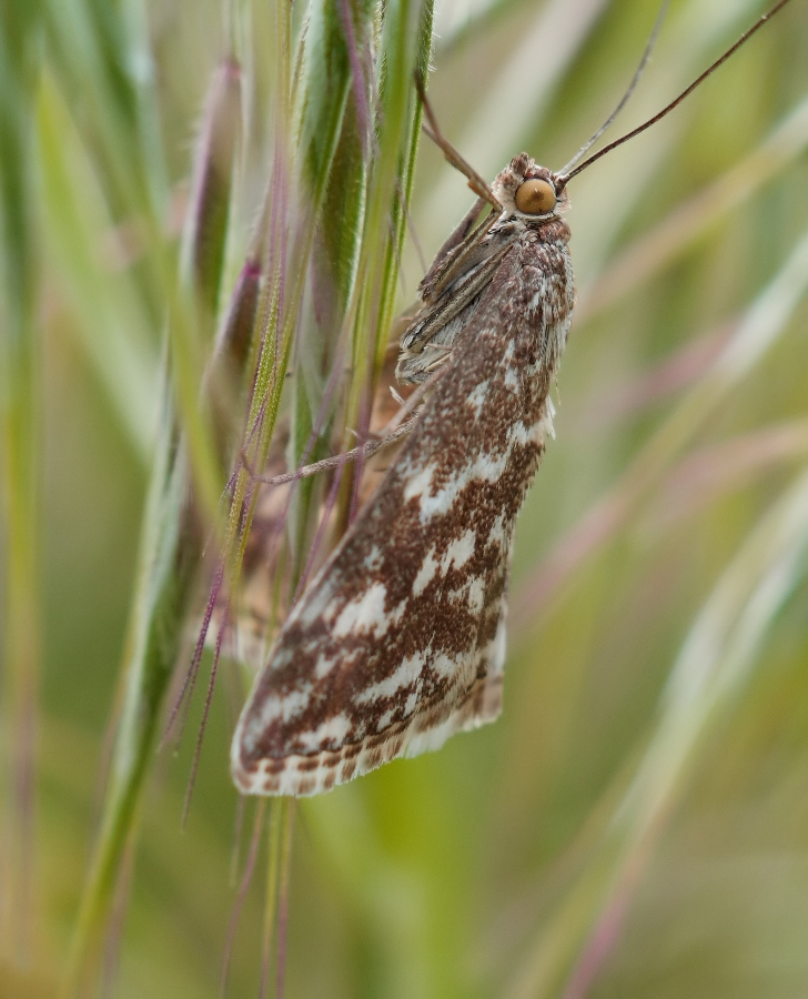 IMG_0535_crop_filtered