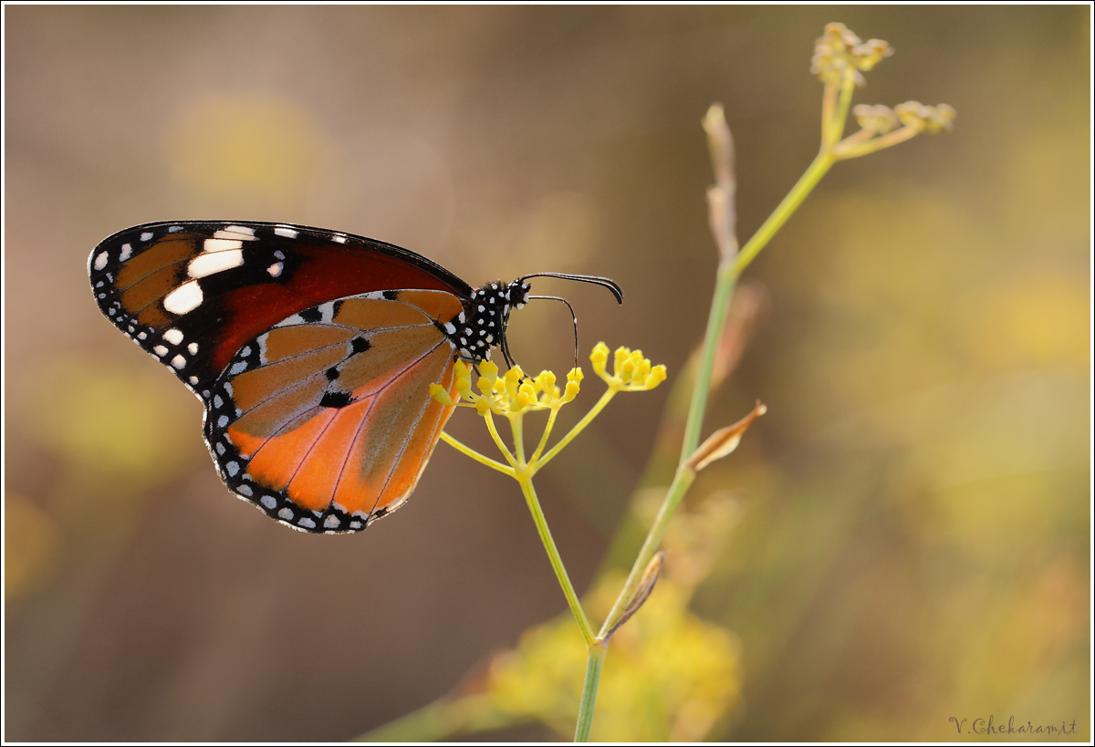 IMG_1456_Danaus_chrysippus