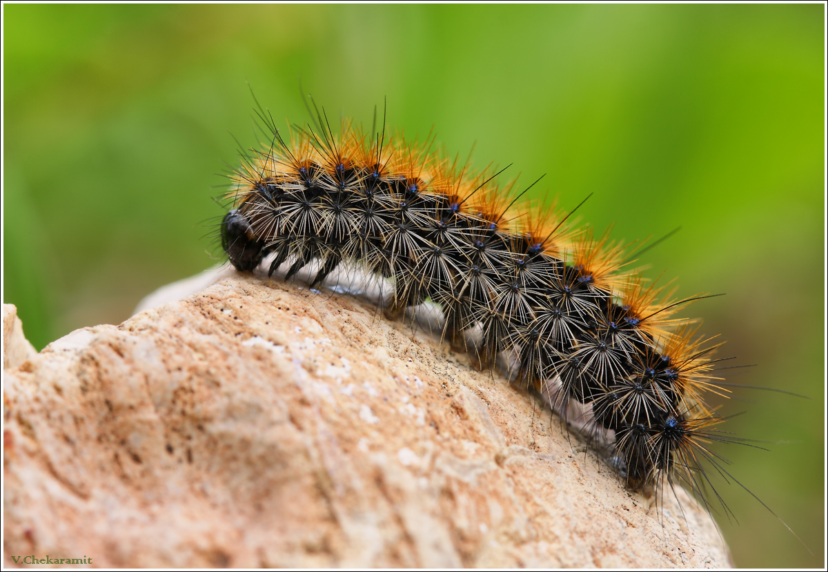 IMG_4706_Ocnogyna_loewii