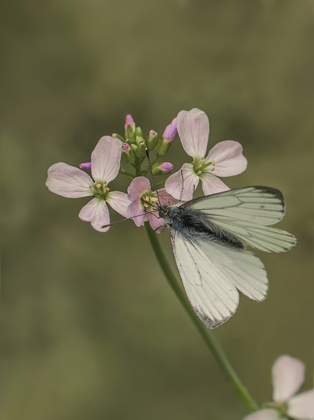 IMG_5623_2_filtered_