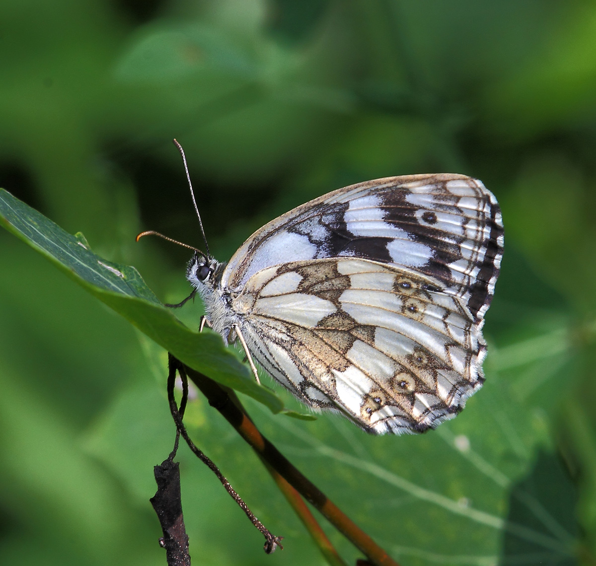 IMG_7388_Melanargia_galathea_