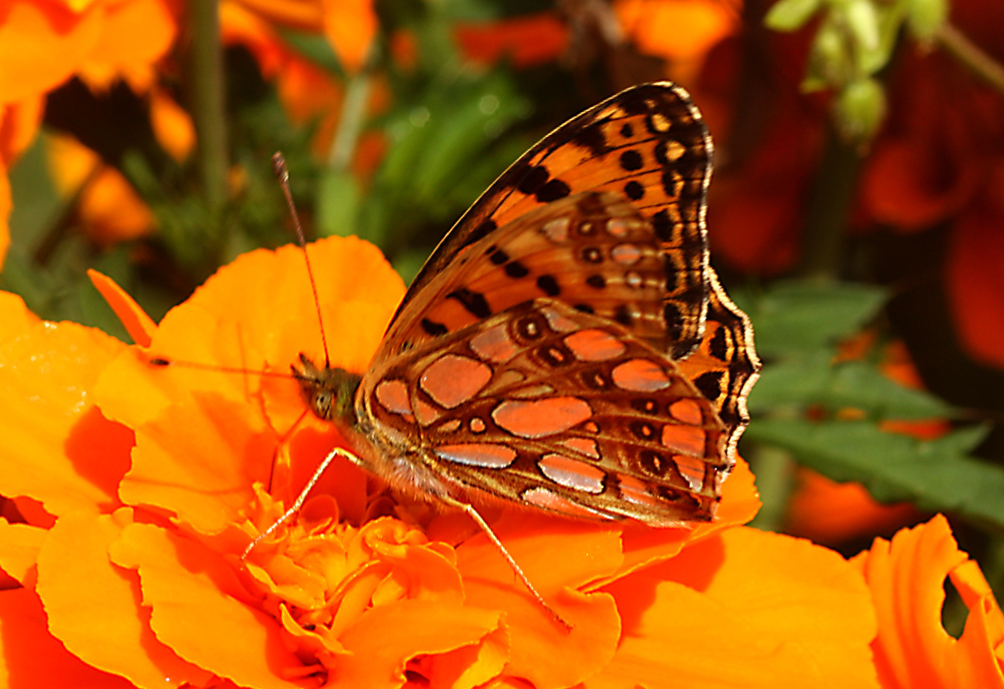 IMG_7698_copy