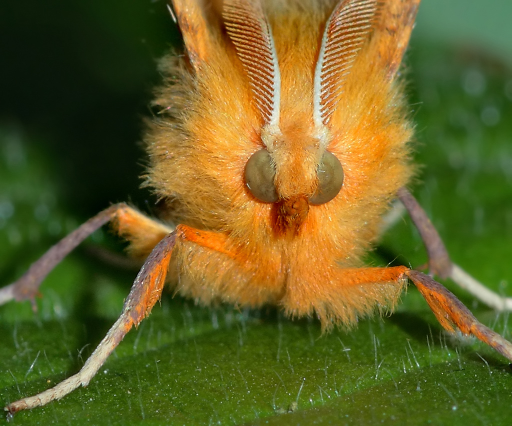 IMG_9502-1_filtered1