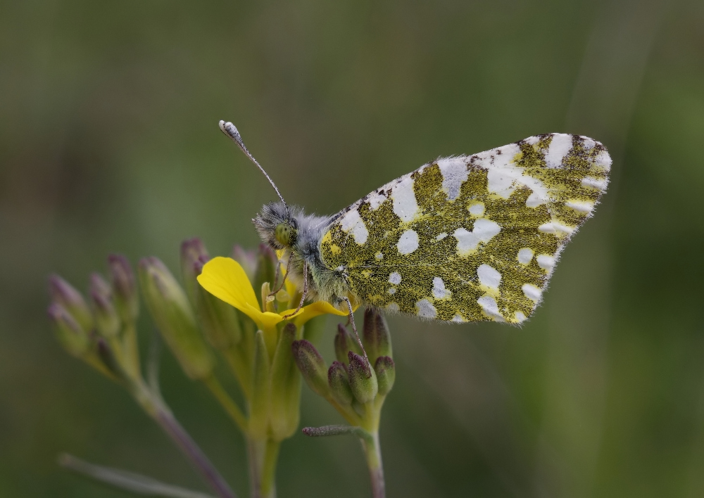 IMG_ausonia_filtered