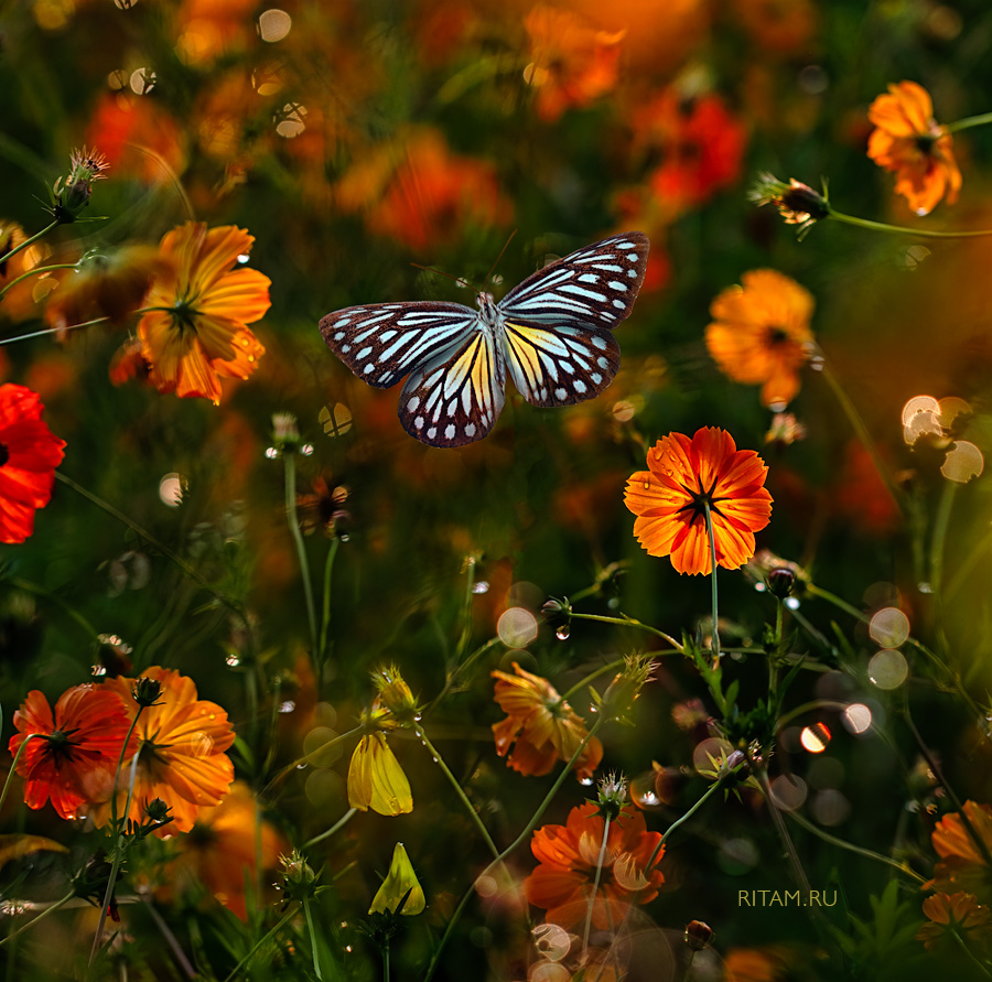 In-Magic-World_Ritam-W1