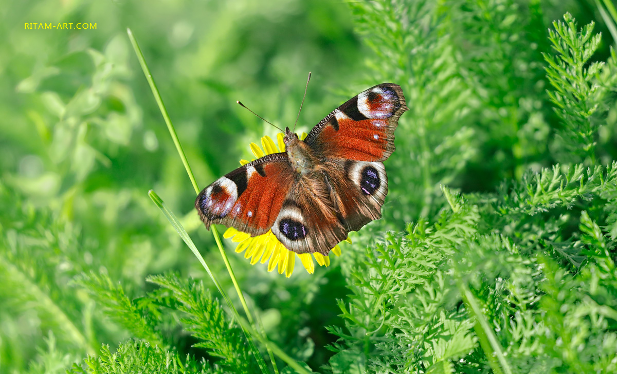 In-the-Spring-Grass_Ritam-W