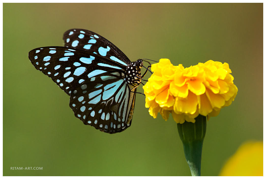 India_Blue-Tiger_butterfly_Ritam