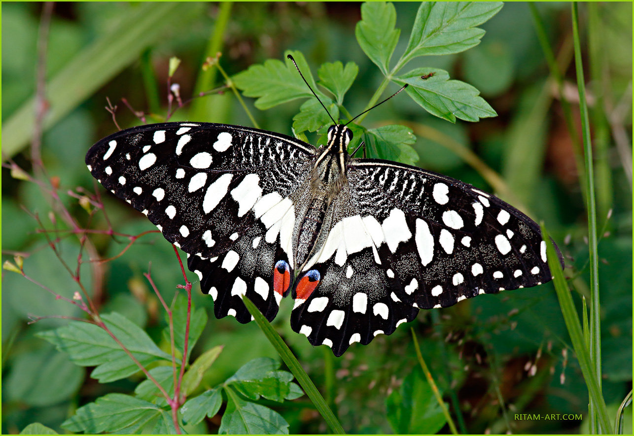 Indian-Papilio-demoleus_Ritam-1280