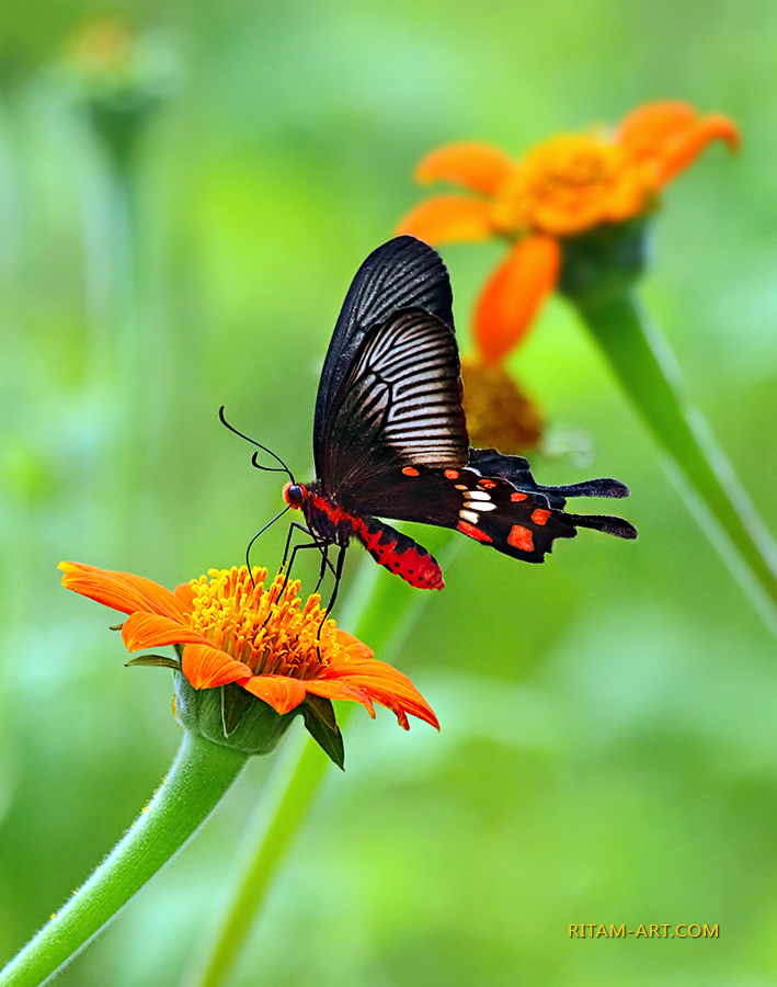 Indian-Papilio