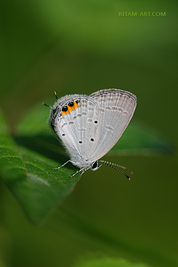 Indian-Study-with-Butterfly_Ritam-W