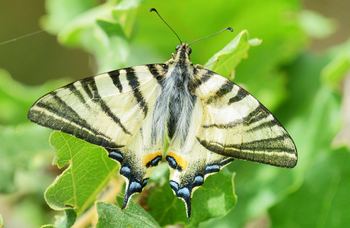 Iphiclides_20130517_14-36-1200
