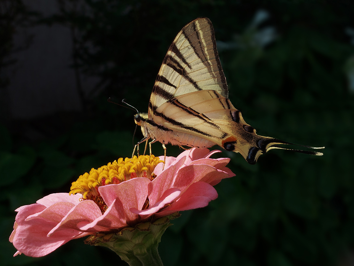 Iphiclides_podalirius1