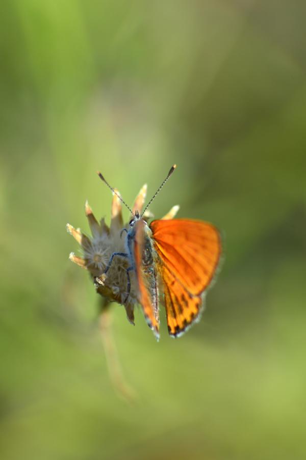 K800_DSC_0680