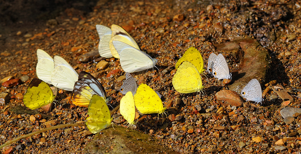 KhaoSok_DSC_4106