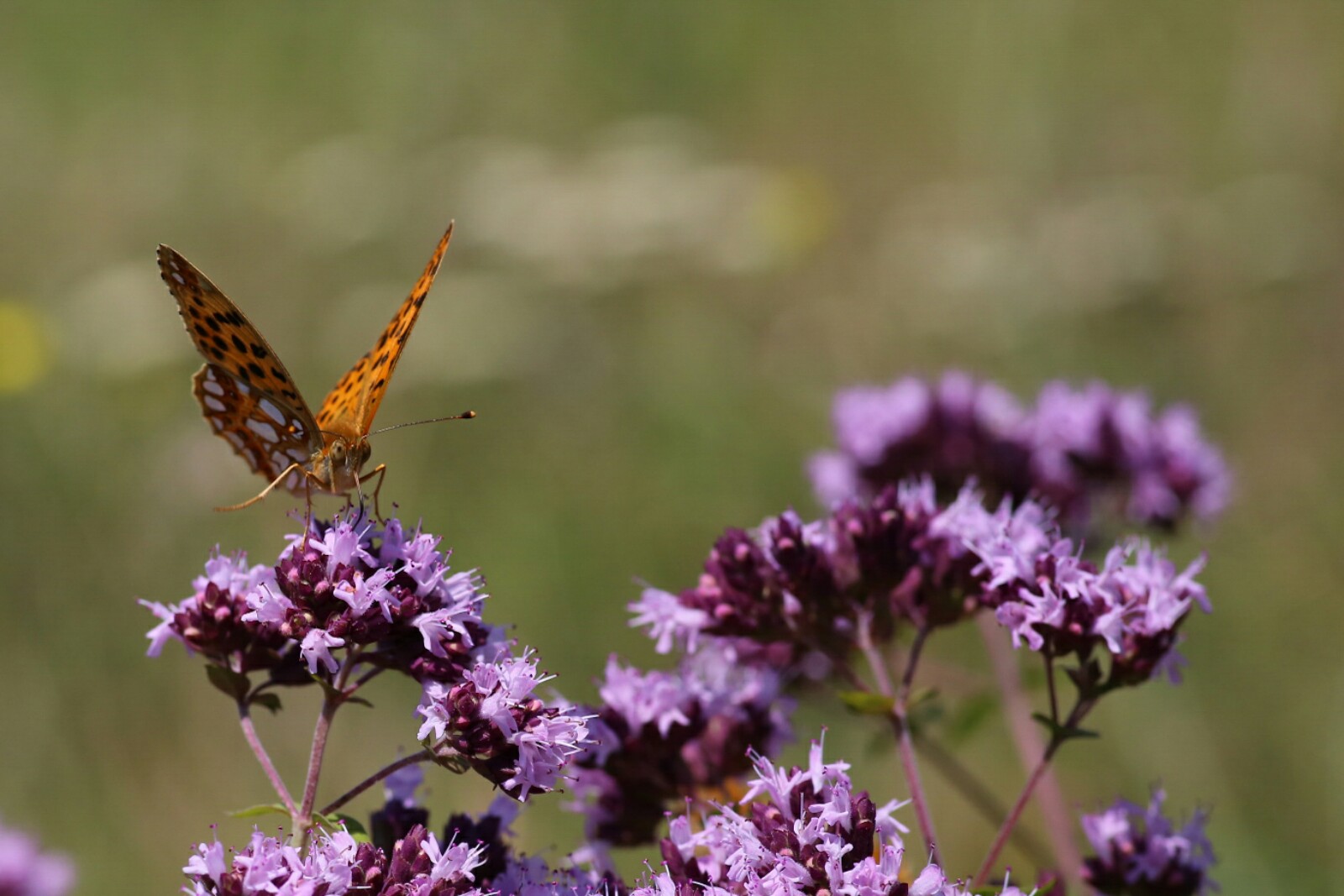 LRM_EXPORT_20170713_163838-1600x1067