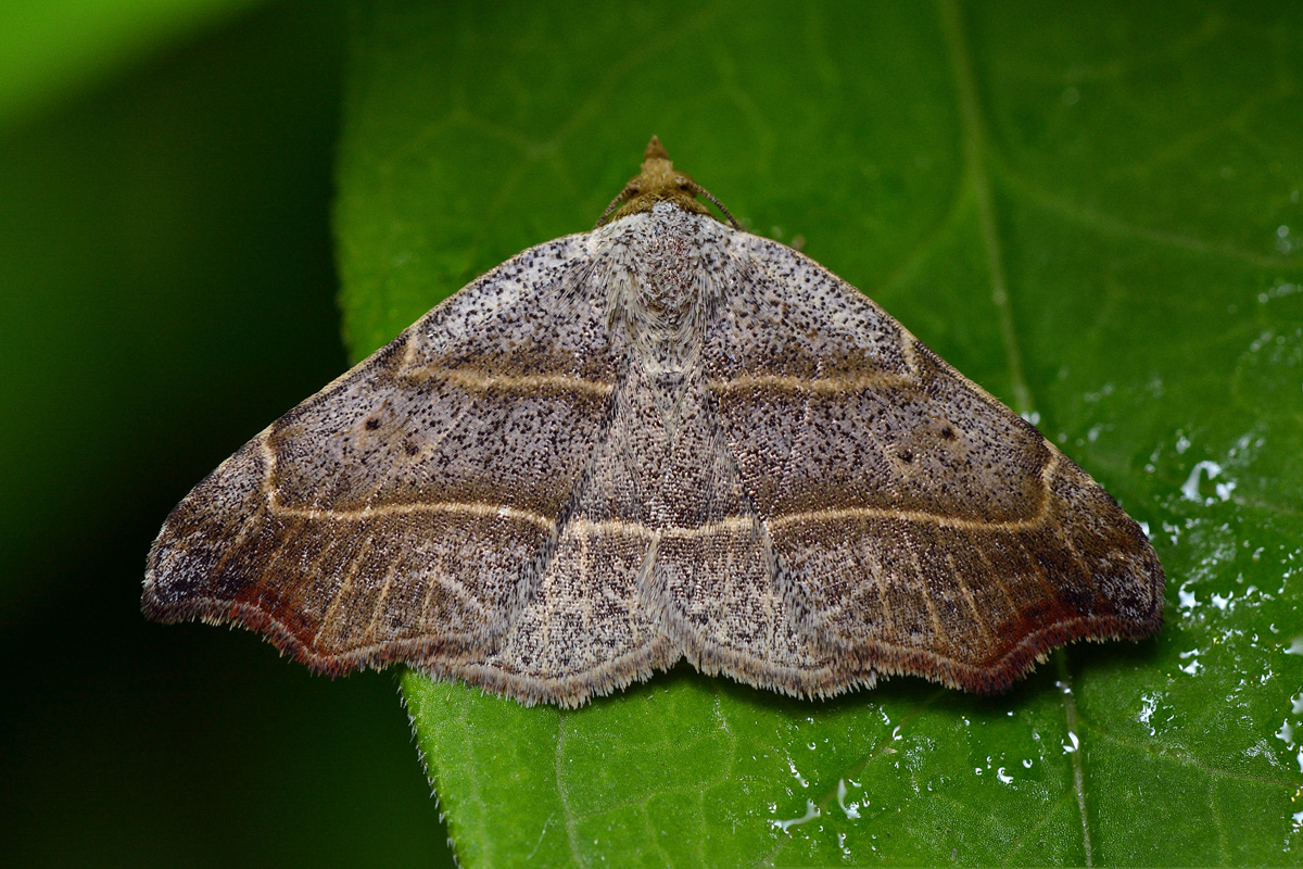 Laspeyria_flexula_-_1200