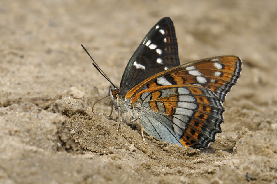 Lentochnitsa-topolevaia2