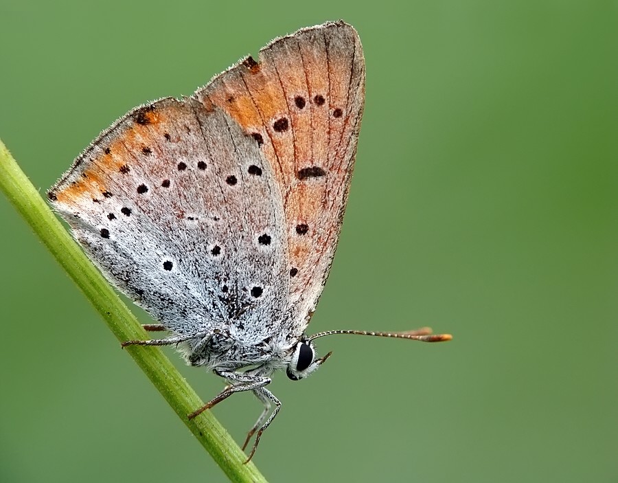 Lycaena_dispar_1