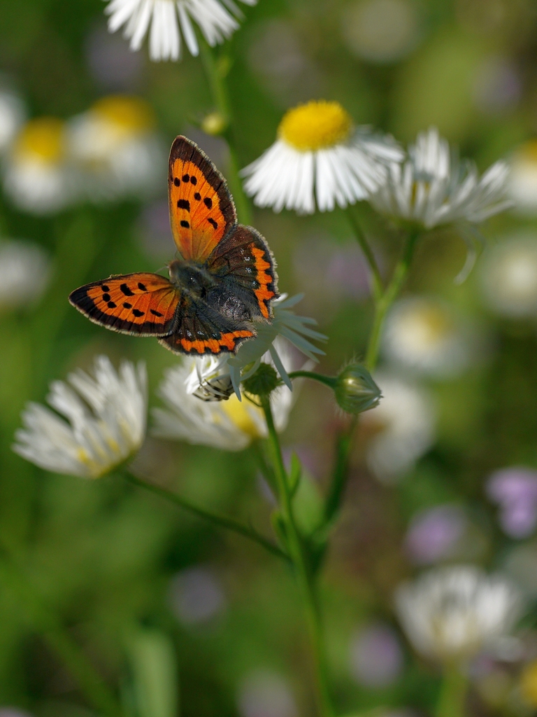 Lycaena_phlaeas1