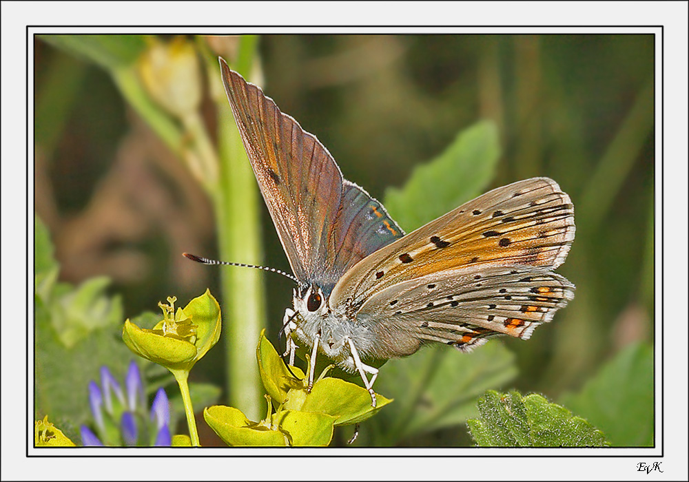 Lycaena_tityrus