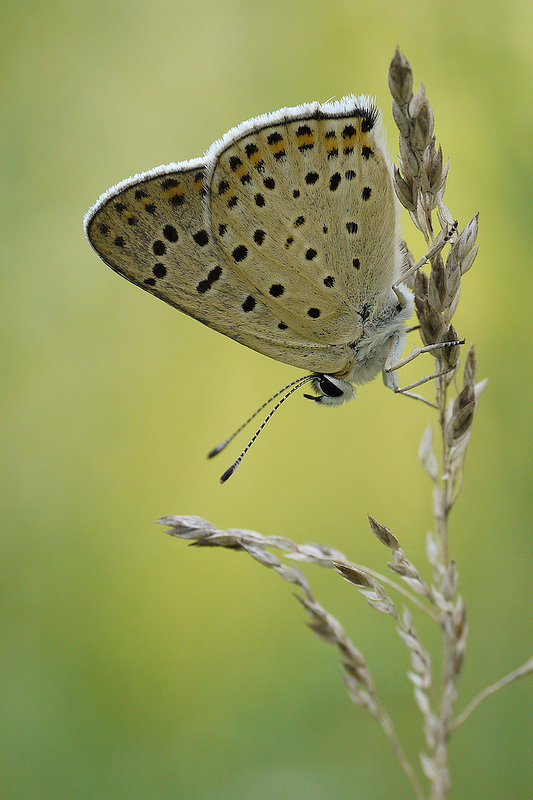 Lycaena_tityrus1