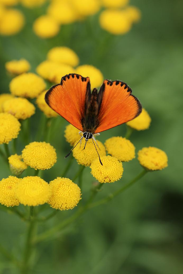 Lycaena_virgaurae_