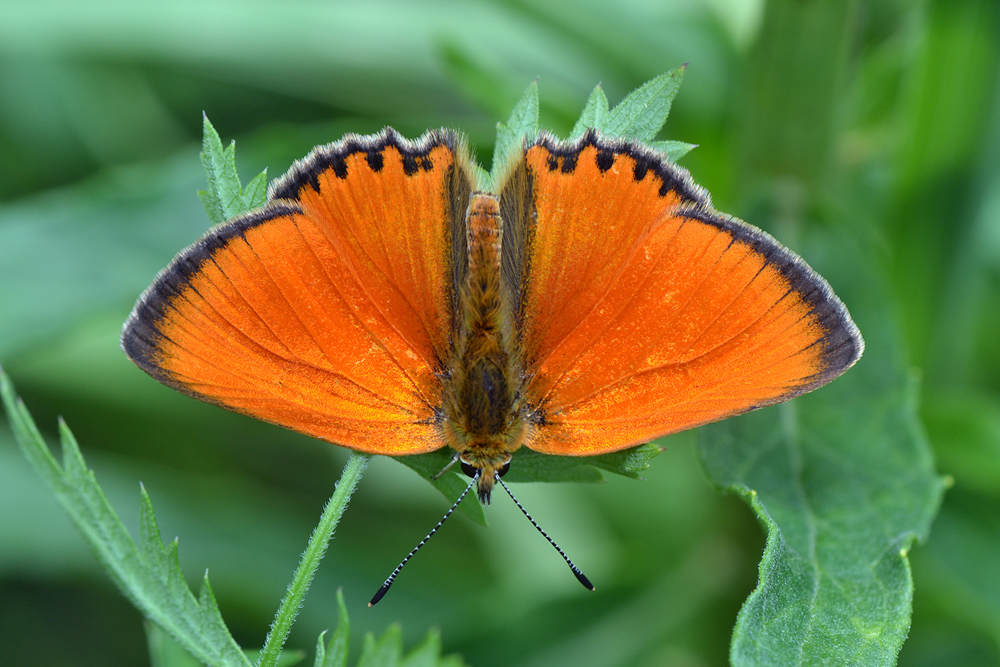 Lycaena_virgaureae_-_1000