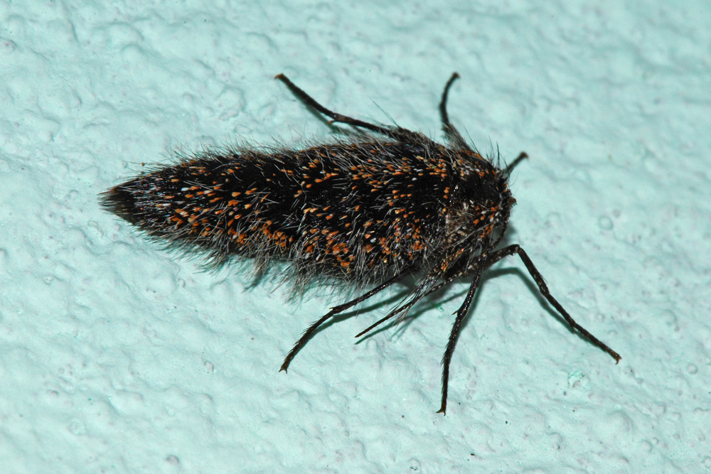 Lycia_pomonaria_1000