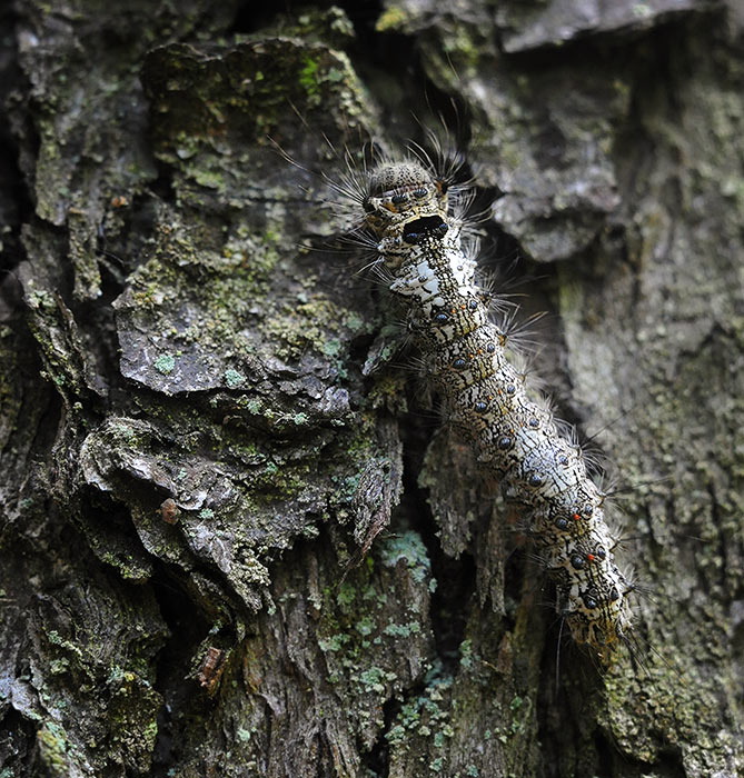 Lymantria_monacha4868