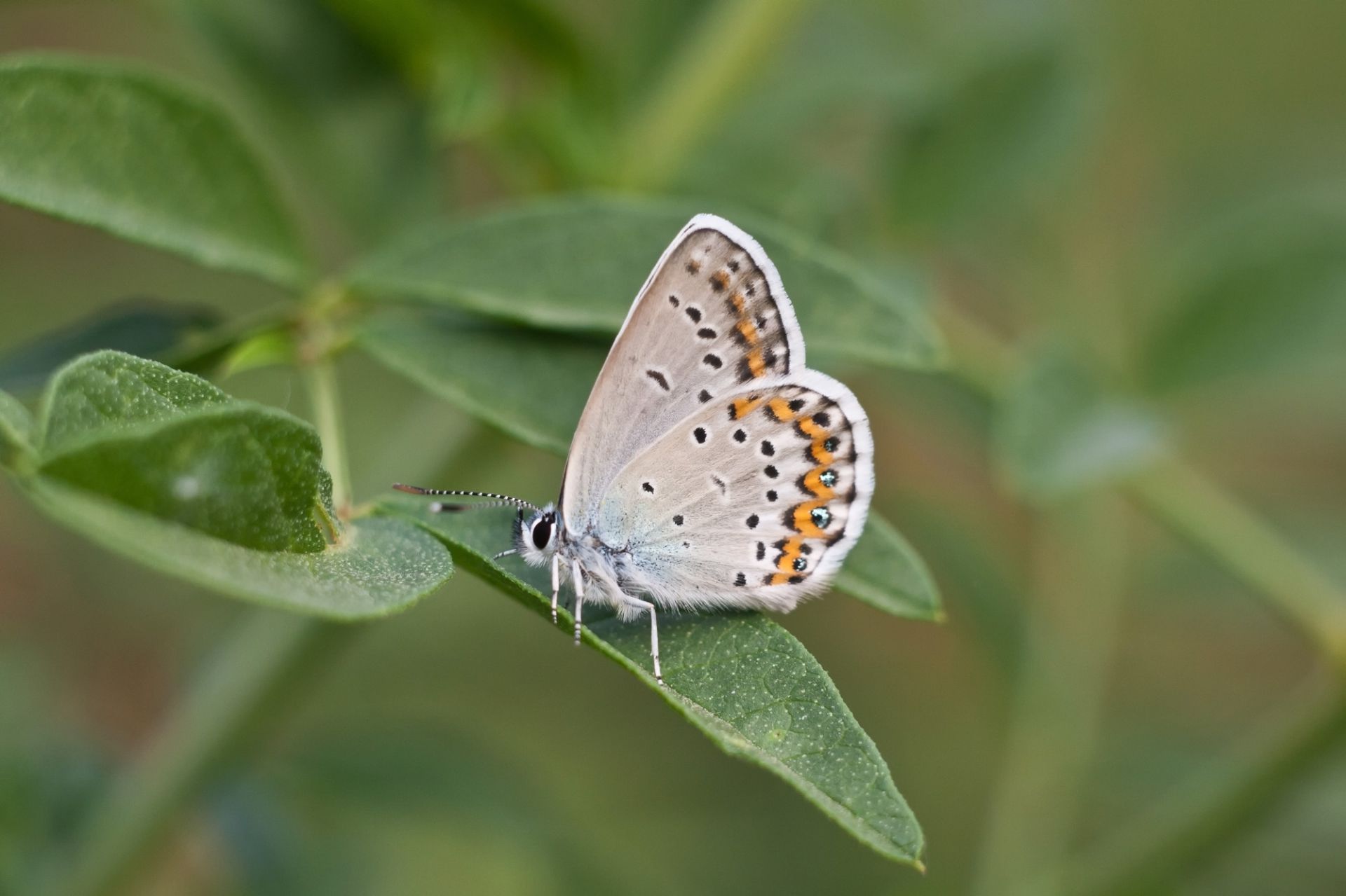 MG_8967-1