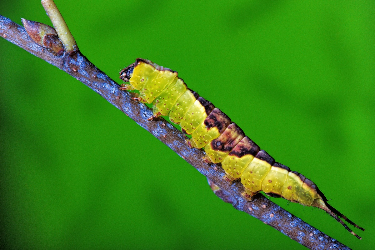 Ma_asis_dviuodegis-1