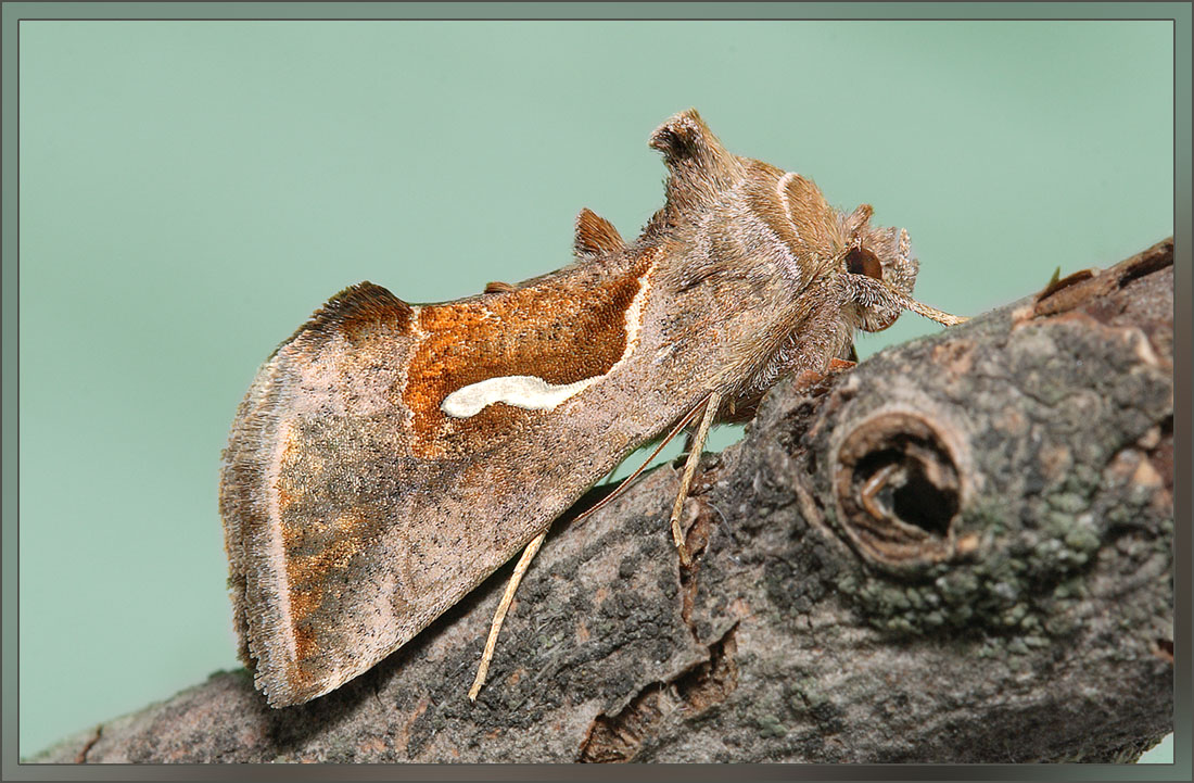 Macdunnoughia_confusa